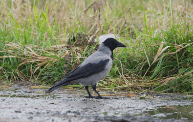 Obraz premium Hooded crow Corvus cornix walks in a mud water puddle looking for food on a grass background. Side view photo of a grey wild bird foraging and hunting for prey in a city park lawn, urban wildlife. 
