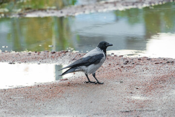 Obraz premium Hooded crow Corvus cornix walks on a wet dirt road between water puddles in a city park. Side view of a grey and black wild bird foraging outdoors, urban wildlife animal behavior. 