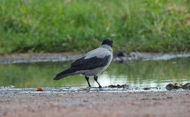 Obraz premium Wild hooded crow bird Corvus cornix standing near a water puddle on the ground. European smart grey and black raven lookalike reflecting in a clear puddle mirror surface outdoors. Wildlife animal. 