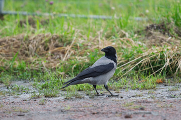 Obraz premium Hooded crow Corvus cornix walks in a mud water puddle looking for food on a grass background. Side view photo of a grey wild bird foraging and hunting for prey in a city park lawn, urban wildlife. 