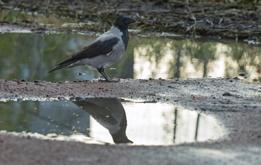 Obraz premium Hooded crow Corvus cornix stands on a dirt road between water puddles with a clear symmetrical mirror reflection. Side view of a grey wild bird in a city park, urban wildlife behavior, intelligent. 