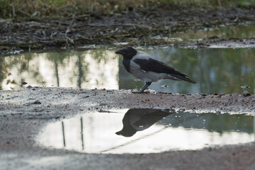 Obraz premium Hooded crow Corvus cornix stands on a dirt road between water puddles with a clear symmetrical mirror reflection. Side view of a grey wild bird in a city park, urban wildlife behavior, intelligent. 