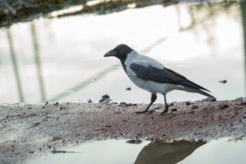 Obraz premium Wild hooded crow bird Corvus cornix standing near a water puddle on the ground. European smart grey and black raven lookalike reflecting in a clear puddle mirror surface outdoors. Wildlife animal. 