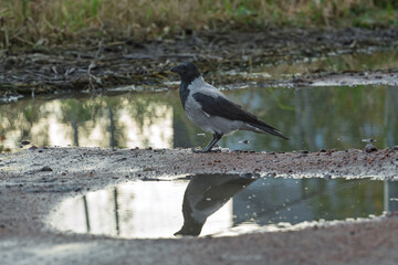 Obraz premium Hooded crow Corvus cornix stands on a dirt road between water puddles with a clear symmetrical mirror reflection. Side view of a grey wild bird in a city park, urban wildlife behavior, intelligent. 
