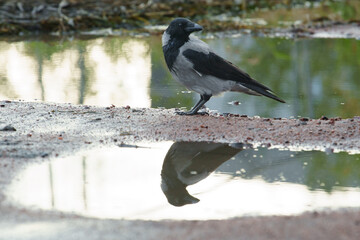 Obraz premium Wild hooded crow bird Corvus cornix standing near a water puddle on the ground. European smart grey and black raven lookalike reflecting in a clear puddle mirror surface outdoors. Wildlife animal. 