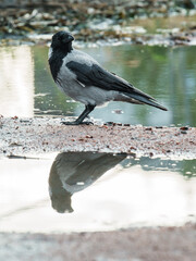 Obraz premium Wild hooded crow bird Corvus cornix standing near a water puddle on the ground. European smart grey and black raven lookalike reflecting in a clear puddle mirror surface outdoors. Wildlife animal. 