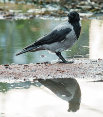 Obraz premium Hooded crow Corvus cornix stands on a dirt road between water puddles with a clear symmetrical mirror reflection. Side view of a grey wild bird in a city park, urban wildlife behavior, intelligent. 