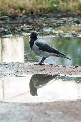 Obraz premium Wild hooded crow bird Corvus cornix standing near a water puddle on the ground. European smart grey and black raven lookalike reflecting in a clear puddle mirror surface outdoors. Wildlife animal. 