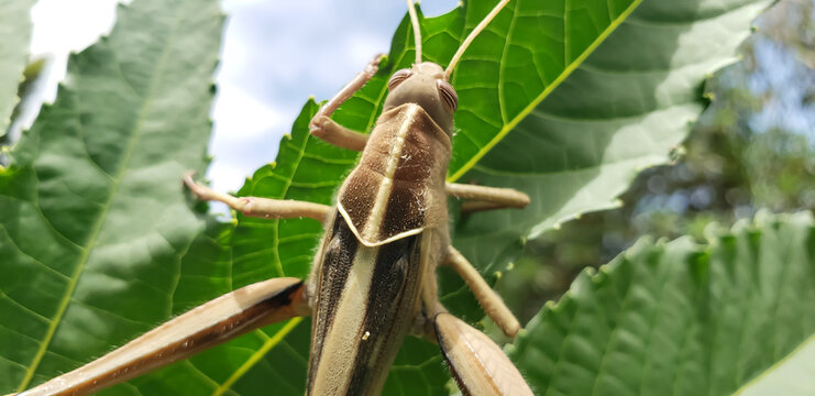 Top down macro shot of a brown grasshopper climbing a green leaf showing dorsal stripe view(12)