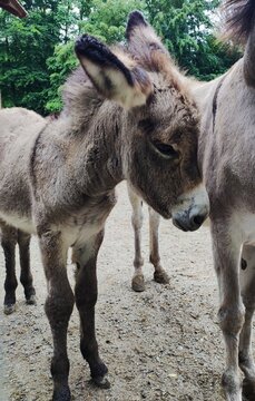 donkey and foal