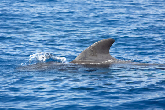 The dorsal fin of a pilot whale, also known as kulohlavec, emerges from the surface of the blue ocean water, creating splashes in its wake. Tenerife, Spain.