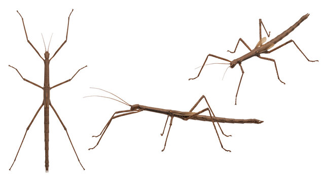 Brown Stick Insect
