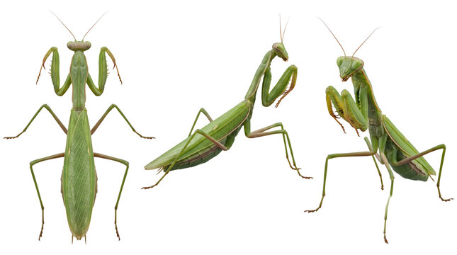Green Praying Mantis Insect