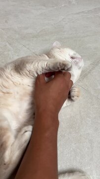Playful british shorthair cat enjoys happy belly rubbing session with human hand on neutral tile floor indoors, showing affectionate pet bond, cute relaxed feline behavior and joyous mood