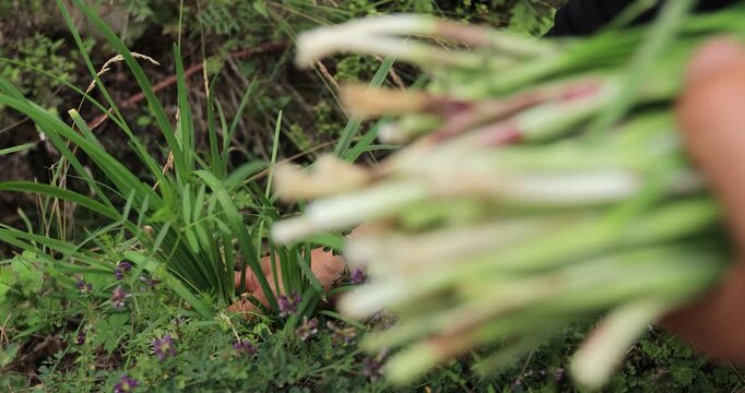 People picking green leek leaves outdoor