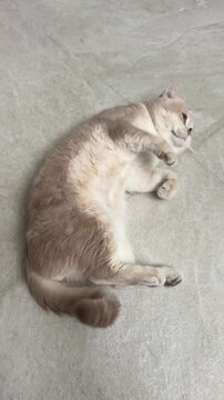 Playful british shorthair cat lying grey floor lazy relaxed joyful happy adorable cute kitten feline domestic pet home interior cozy soft purebred animal resting peaceful afternoon leisure time