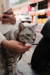 young woman with cat © SoundSlaves
