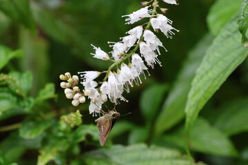 A skipper butterfly sipping nectar from Keiskea japonica flowers © Mt. Cape