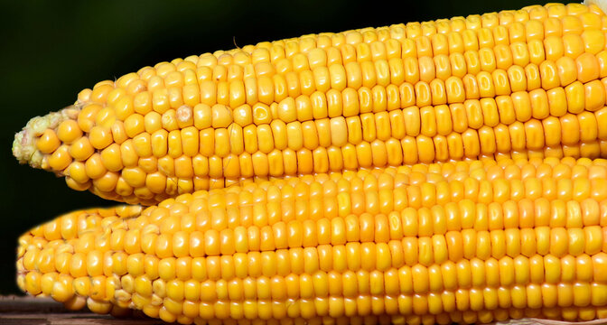 close-up ears of yellow corn with tightly packed, plump kernels