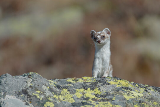 Stoat (Mustela erminea), also known as the Eurasian ermine, during its winter moult, Monviso Natural Park, Piedmont, Italy.