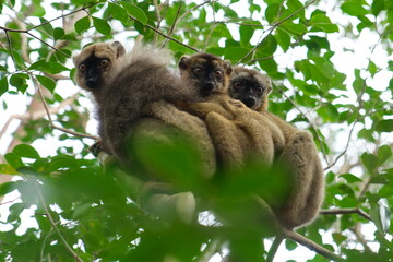 Obraz premium three brown lemurs in madagascar