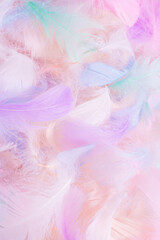 Fototapeta premium Colorful feather background, top view.