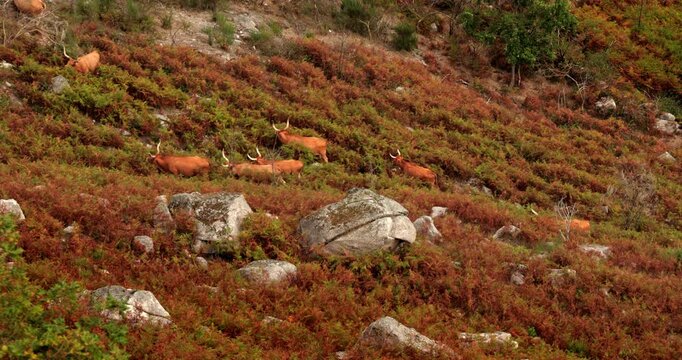 Several long-horned Barrosa cattle grazing peacefully on a Portuguese hillside surrounded by lush green and orange vegetation. Scenic rural landscape featuring traditional cattle breeds, agriculture.