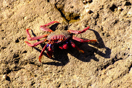 Red rock crab on volcanic rock, Grapsus adscensionis, Gran Canaria