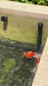 Peaceful vibrant red white tamasaba goldfish swim transparent clear outdoor water pond stone tank serene aquatic animal japanese garden