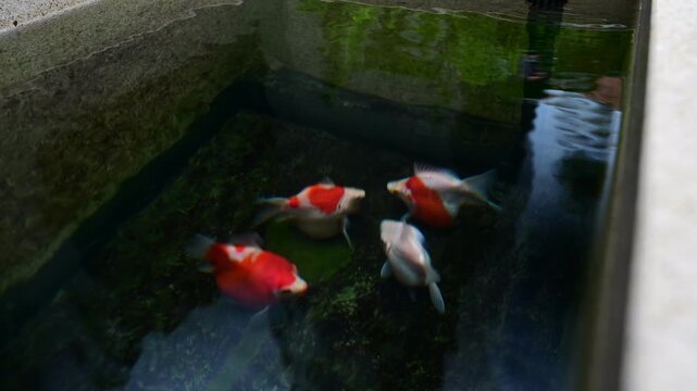 Graceful tamasaba goldfish swim peacefully inside serene outdoor japanese garden pond filled clear water, natural moss stone walls