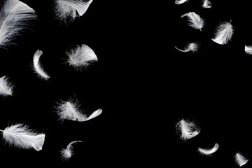 White feather isolated on a black background. © Nikolay