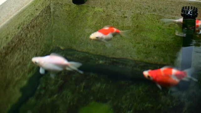 Serene tamasaba goldfish swim gracefully in clear japanese garden pond water outdoor aquatic nature brings calm ecosystem background