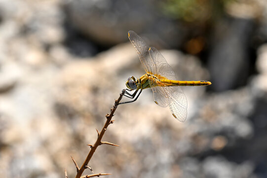 Fr&uuml;he Heidelibelle // Red-veined darter (Sympetrum fonscolombii)  - Andosilla, Spanien