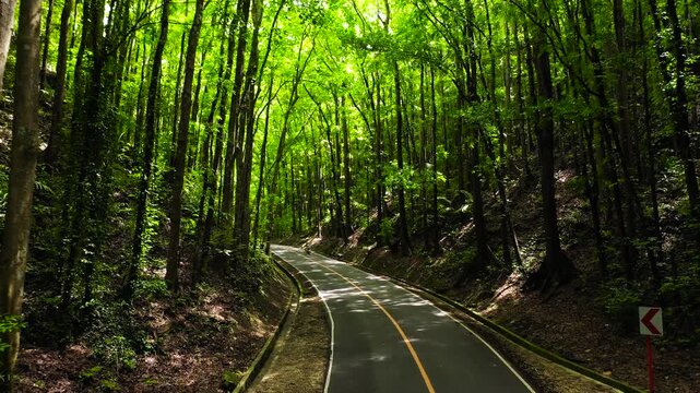 Asphalt road in Bilar Man-Made Forest area, Philippines.
