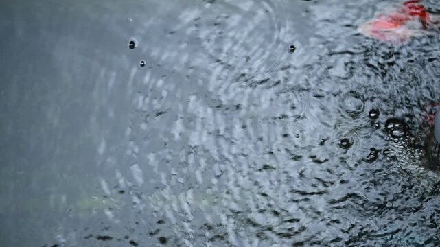 Peaceful tamasaba goldfish swimming inside tranquil clear japanese garden pond water graceful ripple surface serenity movement serene