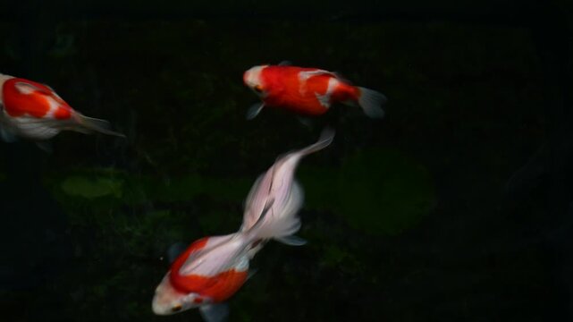 Vibrant red white tamasaba goldfish swims gracefully in dark outdoor japanese pond water bringing serene calm joyful peaceful mood