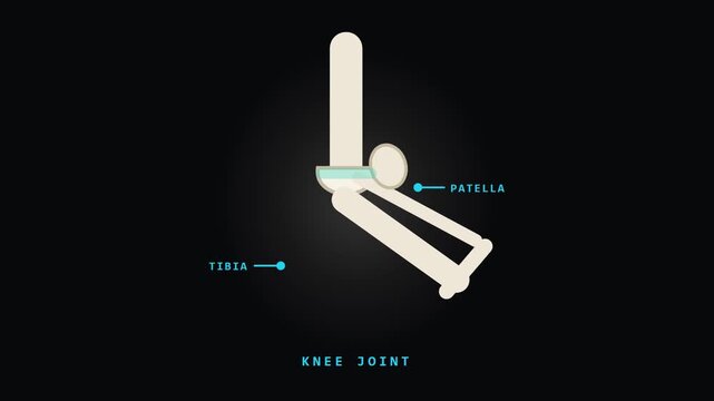 Knee Joint Flexion Animation with Tibia and Patella for Video Editing and Graphic Works