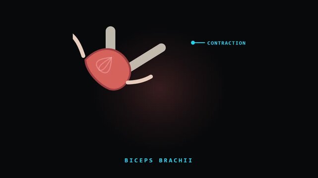 Biceps Brachii Muscle Contraction Animation on Dark Background for Video Editing and Graphic Works