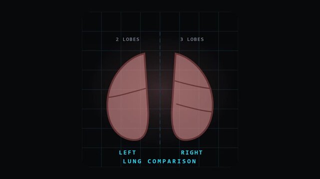 Left and Right Lung Comparison Animation Showing Two Lobes and Three Lobes for Video Editing and Graphic Works