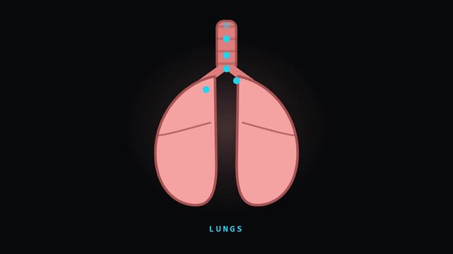 Human Lungs Breathing Animation with Trachea on Dark Background for Video Editing and Graphic Works