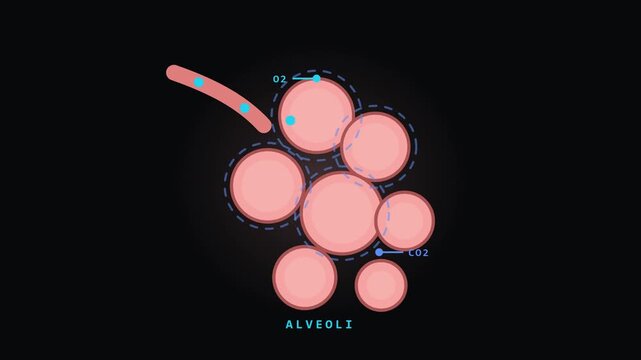 Alveoli Air Sacs Oxygen Exchange Animation on Dark Background for Video Editing and Graphic Works