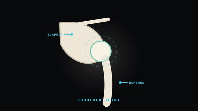 Shoulder Joint Animation with Scapula and Humerus for Video Editing and Graphic Works
