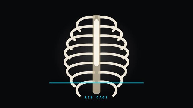 Rib Cage Anatomy Animation with Scanning Line on Dark Background for Video Editing and Graphic Works