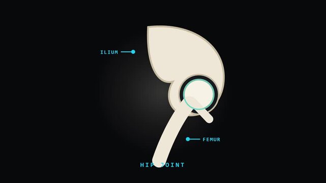 Hip Joint Animation with Ilium and Femur for Video Editing and Graphic Works