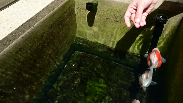 Colorful tamasaba goldfish swim around happily serene japanese outdoor pond hand feeds food near clear water surface during peaceful feeding time