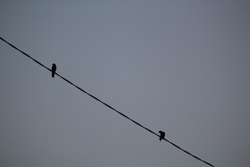 A striking minimalist silhouette capturing a pair of swallows resting side by side on a power line against a dramatic, glowing twilight sky at dusk. This serene urban wildlife scene evokes a peaceful  © Puspita the Guide