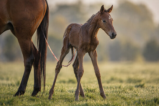 Newborn foal standing shakily on long legs with umbilical cord in grassy field.