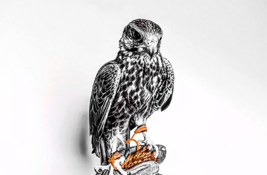 Black and white artistic falcon portrait with selective orange jesses perched on glove, isolated background