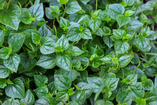 A full view of a peperomia pellucida (shiny leaved peperomia) plant in the morning light. A home grown herb, organic vegetable gardening and farming.