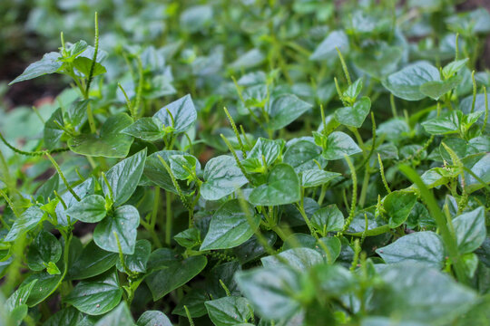A full view of a peperomia pellucida (shiny leaved peperomia) plant in the morning light. A home grown herb, organic vegetable gardening and farming.